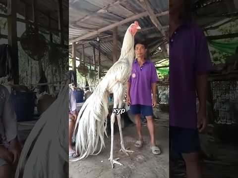 🐔🥊 Куры-монстры которых боятся даже собаки