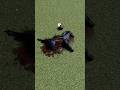G&B: Dead Horse near Hougoumont