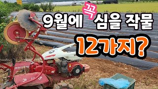 9월에 꼭 심어야 하는 작물 12가지 김장배추 심는시기 ?