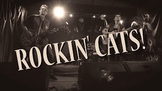 Rockin` Cats video preview