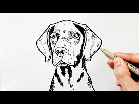 How to Draw a German Shorthaired Pointer Dog