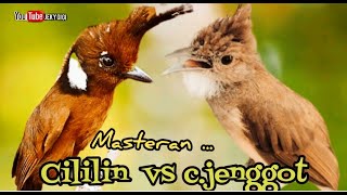 Download lagu MASTERAN CILILIN VS CUCAK JENGGOT || tembakan dan besetan kasar mp3
