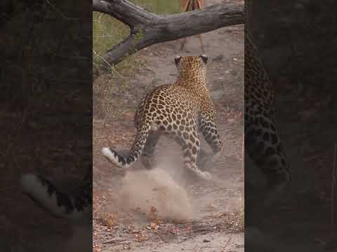 Leopard Takes a Tumble While Chasing an Antelope