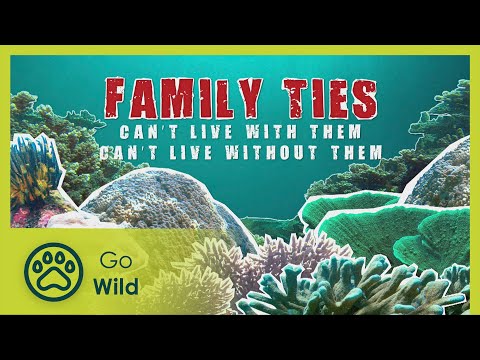 Family ties under the sea - Barneys Barrier Reef 13/20 - Go Wild