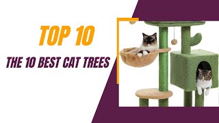 What's the BEST Cat Tree for Your Kitty?