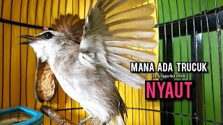 Download lagu trucukan gacor ROPEL PANJANG buat pancingan trucukan agar bunyi JADIKAN burung trucuk gacor NYAUT mp3