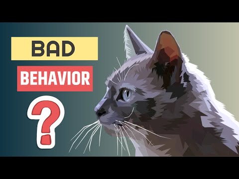 How To Solve Behavior Problems At Your Cat