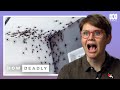 Should We Fear Huntsman Spiders