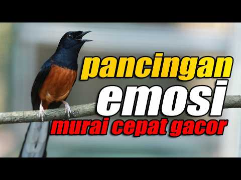 GANAS !! PANCINGAN EMOSI MURAI BATU CEPAT GACOR