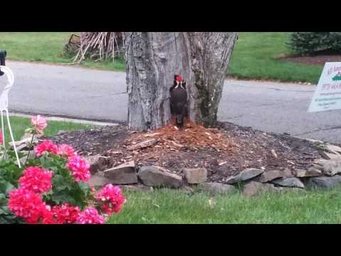 https://www.allaboutbirds.org/guide/Pileated_Woodpecker