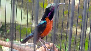 Download lagu Konin Full Tembakan Zipper Pleci sambung Ciblek Gunung || Masteran Konin Juara #konin #kolibrininja mp3