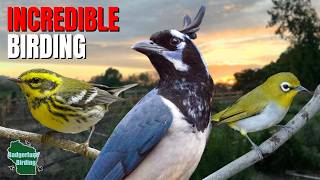 We Tracked Down San Diego's Most Exotic Birds!