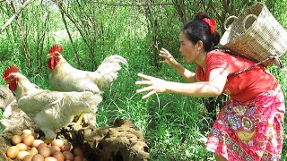 Women who catch white chickens - women breastfeeding rabbits and cook eggs for ducklings and dogs
