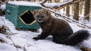 6 Species On Camera : Late Season Trapline