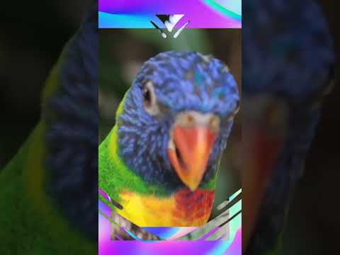 Papagaios: Mestres da Imitação Sonora!