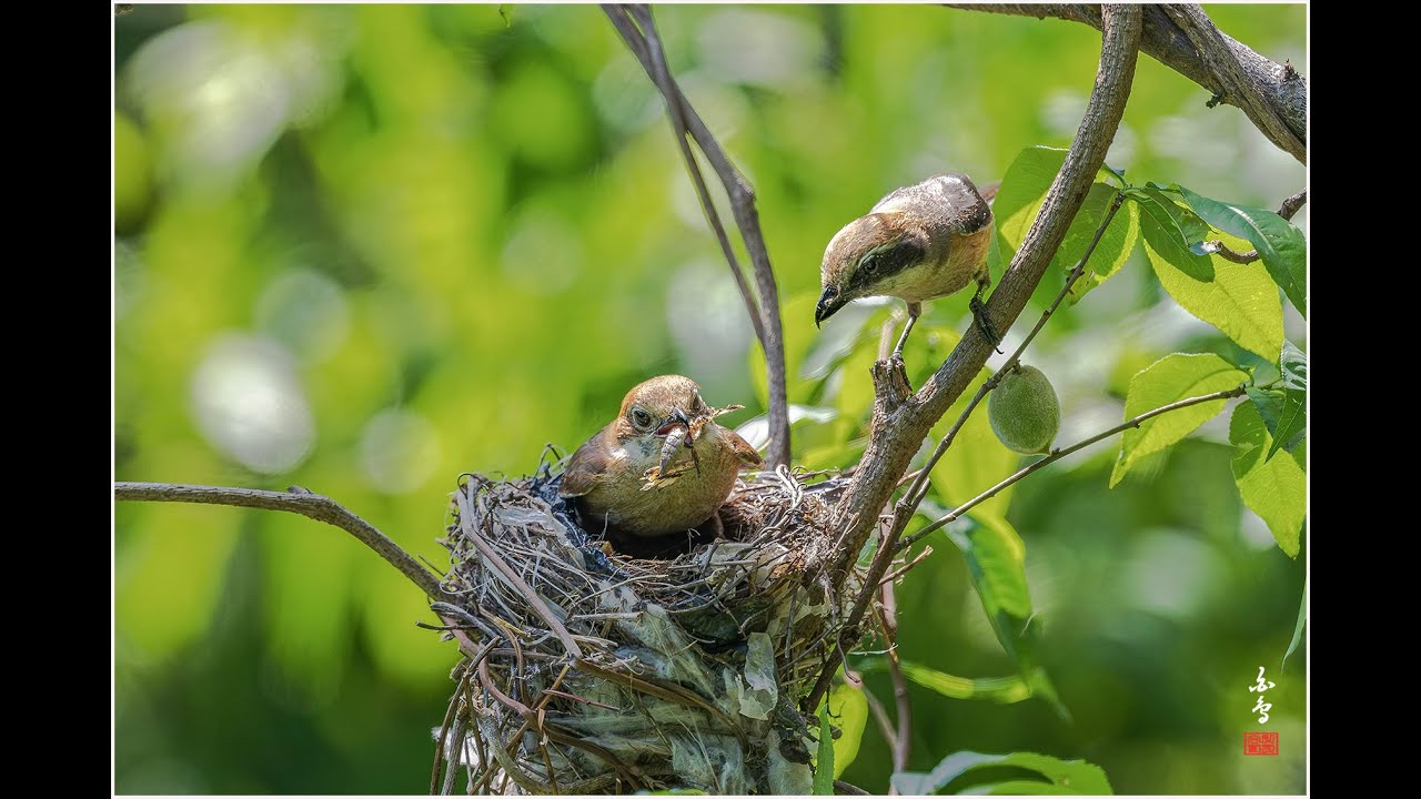 때까치육추 유튜브 썸네일