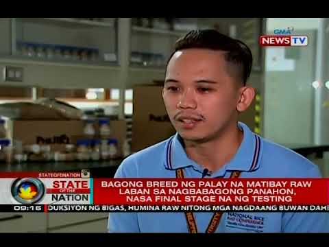 Bagong breed ng palay na matibay raw laban sa nagbabagong panahon, nasa final stage na ng testing