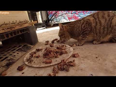 My outdoor cat is eating cooked meat. Foods cats can eat.