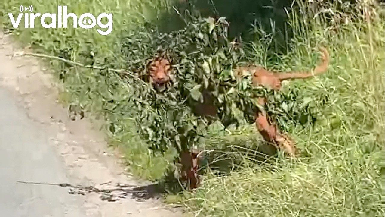 Dog in Disguise || ViralHog