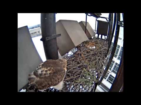 CornellRTHA Cam  'BR Takes A Fly About Before Dark'  5:19 pm  _3.26.14_