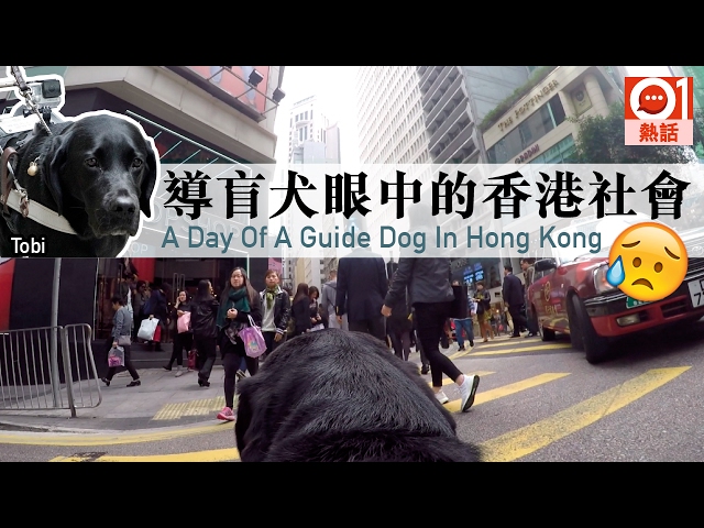 01百科 導盲犬講究血統 若遇上謹記 三不一問 香港01 熱爆話題