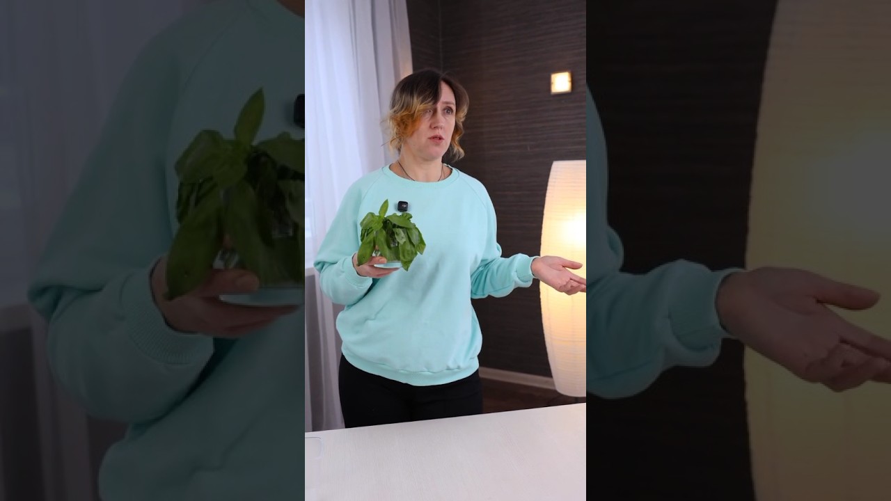 Хватит покупать базилик! Его легко вырастить из семян и даже из черенков!