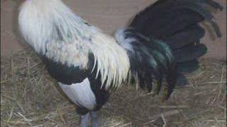 el papa de los pollitos