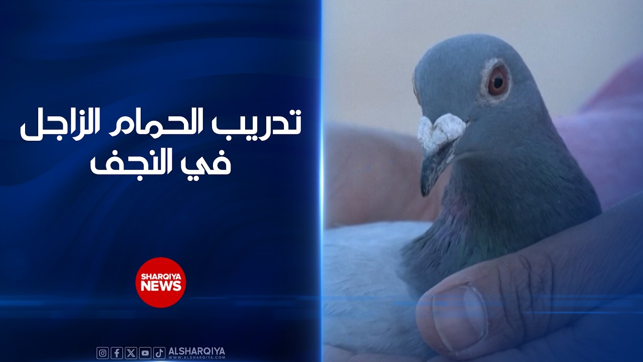 فيديو | أحد الطيور قطع مسافة 480 كيلومترًا خلال ساعات فقط.. انطلاق سباق الحمام الزاجل في #النجف#الشرقية_نيوز