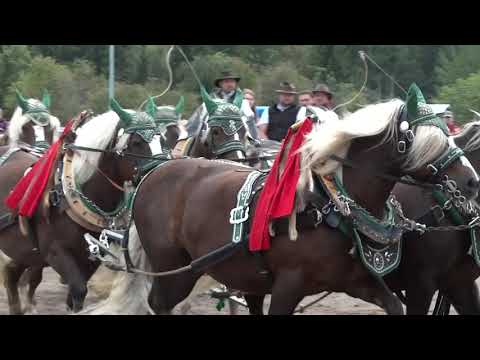 Rossfest 2019 Sankt Märgen - 10er Zug mit Roland Bäuerle und Hofgut Amselhalde