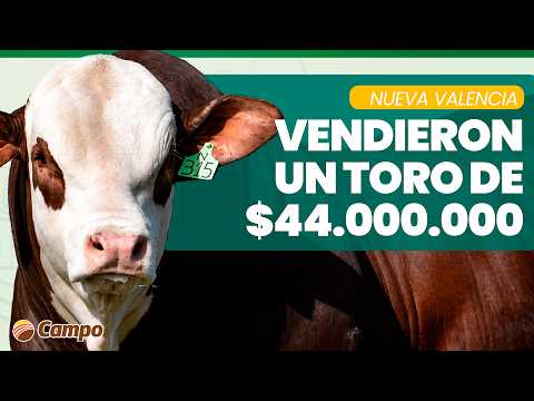 LITORAL CAMPO | Remate Nueva Valencia: Un toro de 44 millones y récords en la costa del Paraná