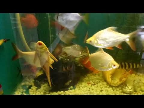 Vivekananda nursing home