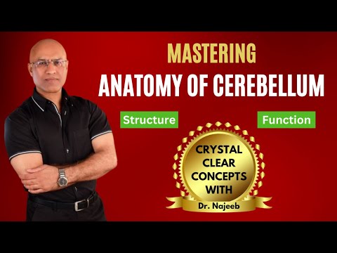 Anatomy of Cerebellum | Structure & Function | Neuroanatomy