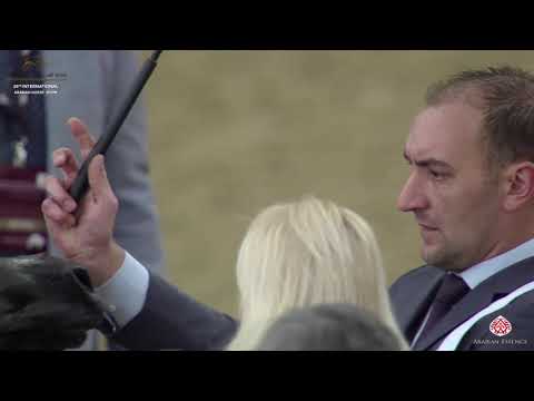 N 3 RAZEEN AL NASSER   29th Qatar Intl A H  Show 2020   Yearling Colts Class 1A