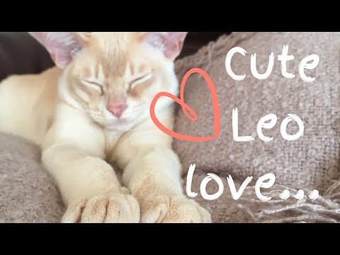 CUTE ADORABLE CAT MOMENTS with Leo the Burmese Cat!