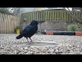 Crows are such majestic birds (Corvus Corone)
