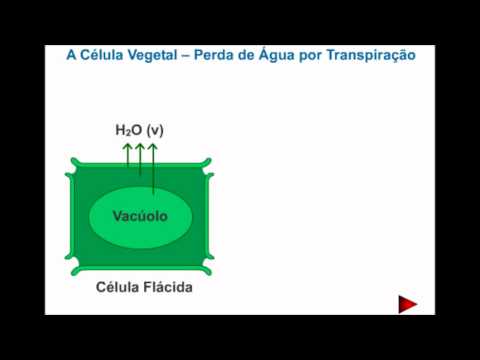 Célula Vegetal - Perda de água por transpiração