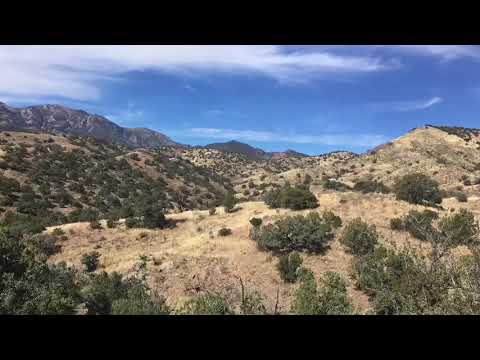 Mearns Quail Hunting 