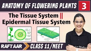 Anatomy of Flowering Plants 03 || The Tissue System || Epidermal Tissue System || Class11/NEET