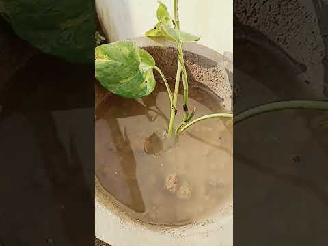 long money plant decoration ideas #shortvideo #subscribe #shortsfeed #shorts #moneyplantcare