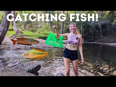 CATCHING RARE Native Australian Aquarium Fish!