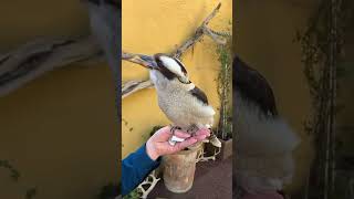 Download lagu Kookaburra call kookaburra laughing mp3 Download lagu Kookaburra call kookaburra laughing mp3