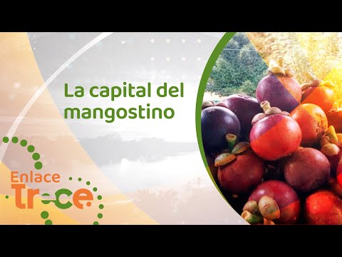 San Sebastián de Mariquita capital nacional del mangostino Video