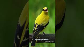 Download lagu black naped oriole bird sound mp3 Download lagu black naped oriole bird sound mp3