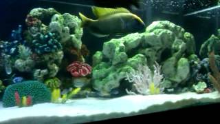 preview picture of video '100 gal. Cichlid tank w/ blackfin shark'