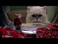 Stuart Little Swearing