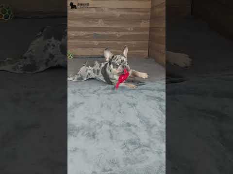 Video 2