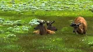 Tibet - Forest on the Roof of the World 2 2.flv