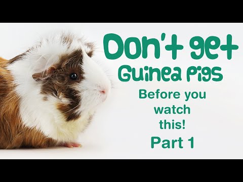 , title : '10 Things You Need to Know BEFORE GETTING GUINEA PIGS - Part 1 | BEGINNERS GUIDE | Guinea Pig Care'