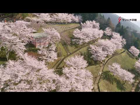 2022年新倉山浅間公園桜