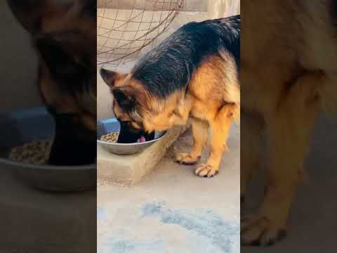 German shepherd dog food best food